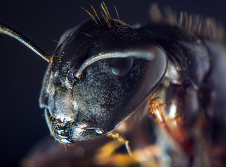 Black Carpenter Ant Macro