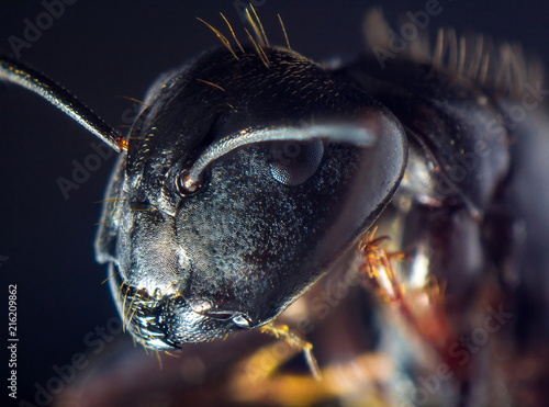 Plakat Czarny Ant Carp Ant