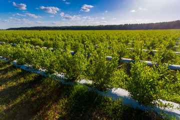 Field of blueberries, bushes with future berries against the blue sky. Farm with berries