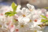 Fototapeta Storczyk - 青空と桜