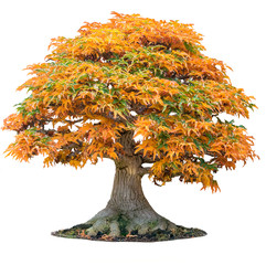 yellow maple tree acer palmatum tree of trident maple in autumn shishigashira maple isolated white