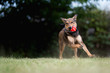 Happy adopted mixed breed dog playing with ball
