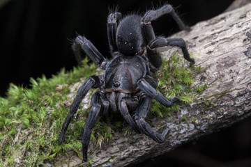aranha caranguejeira