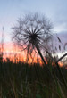 © tloventures - Close Up of a Dried Dandelion Blossom with a Blue, Lavender and Orange Sunset in the Background