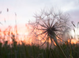 Fototapeta Krajobraz - Close Up of a Dried Dandelion Blossom with an orange and lavender sunset in the background.