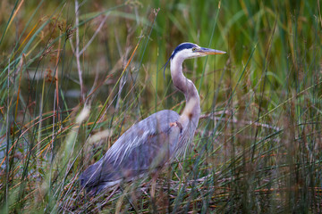 Wall Mural - Great Blue Heron 16