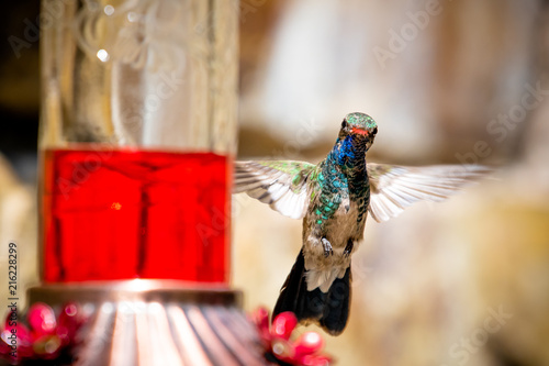 Plakat Kolorowy hummingbird latanie pozuje kamera