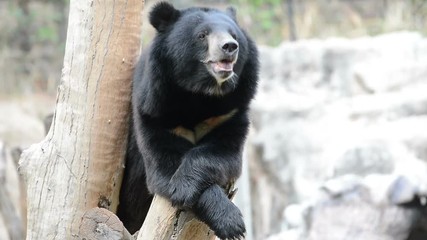 Wall Mural - asiatic black bear
