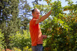 © Vlad - Picking up peaches in a garden