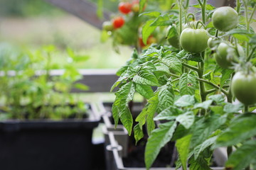 Vegetable garden on a terrace. Tomatoes seedling growing in container