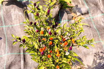 Sticker - Multicolored chili pepper plant