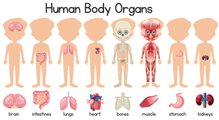 a set of human body organs
