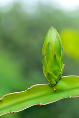 Wall Mural - dragon fruit is flowering, which looks very thick petals.