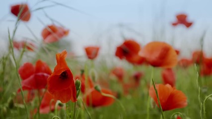 Wall Mural - Field of blossoming poppies