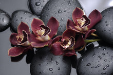 Spa Concept –lying On Orchid And Black Stones