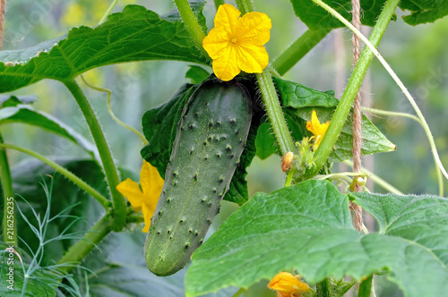 Cuadros en Lienzo Green cucumber on a branch with yellow flowers