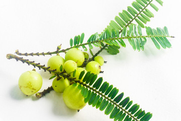 Makhampom on a white background is a medicinal herb used to treat sore throat