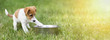 © Reddogs - Hungry dog puppy waiting for his food - web banner with copy space
