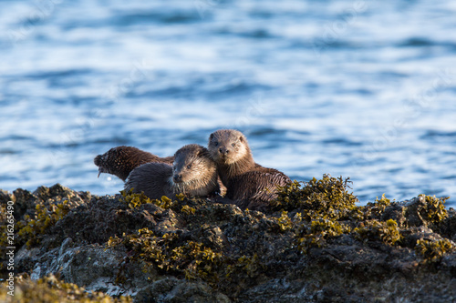 Fotografía Eurasian otter (Lutra lutra) youngsters sleeping together