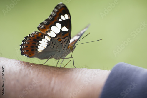 Zdjęcie XXL Zbliżenie motyl. Flyfly chwyt na ręce.