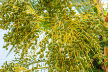Cluster Of Green Dates Hanging From A Date Palm Slowly Ripening