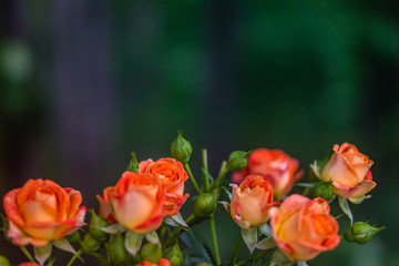 Orange roses on fresh green leaf background.