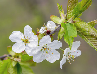 Wall Mural - fruit tree blossom