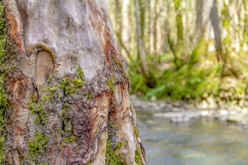 Sticker - idyllic river scenery at spring time