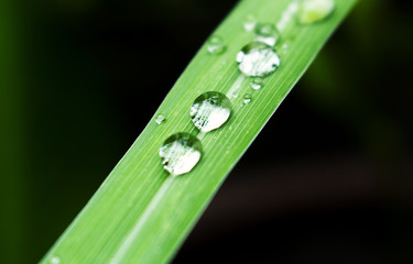 raindrop wet leaf closeup nature background