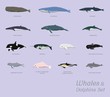 Whales and Dolphins Set Cartoon Vector Illustration