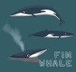 Fin Whale Cartoon Vector Illustration