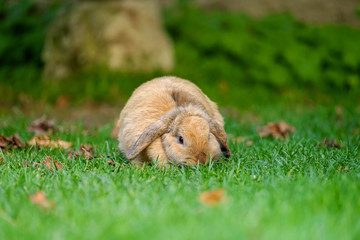 Portrait of a rabbit walking on the grass 2