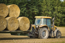 An Agricultural Tractor Moves A Bales Of Hay In A Trailer On The Field After Harvesting Grain Crops.