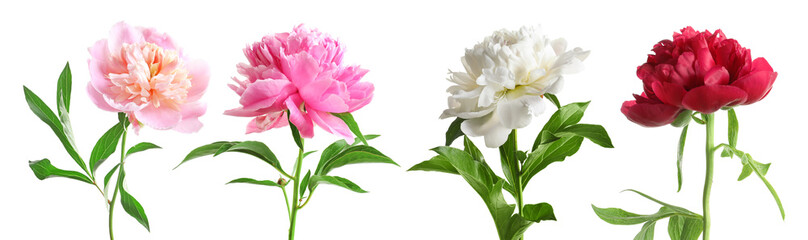 Canvas Print - Set of beautiful peony flowers on white background