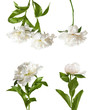 © New Africa - Set of beautiful peony flowers on white background