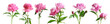 Leinwanddruck Bild - Set of beautiful peony flowers on white background