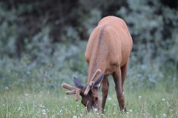 Wall Mural -  Elk feeding in the forest  Canada