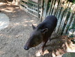 Tapir in einem Zoo