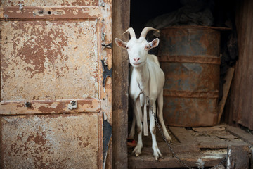 White goat on a traditional farm