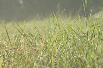 Wall Mural - Beautiful dew grass with drops in the morning light