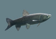 Fish carp on an isolated background