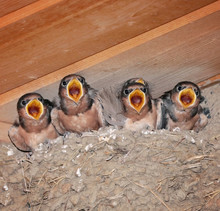 Full Nest Of Barn Swallow Fledglings Waiting For Food From A Parent