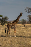 Fototapeta Sawanna - Giraffe in der Serengeti