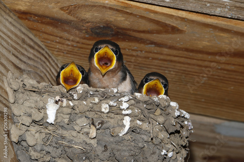 Barn Swallow Chicks Hirundo Rustica Stand On The Edge Of A Nest