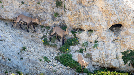 Canvas Print - Des bouquetins descendent la falaise abrupte