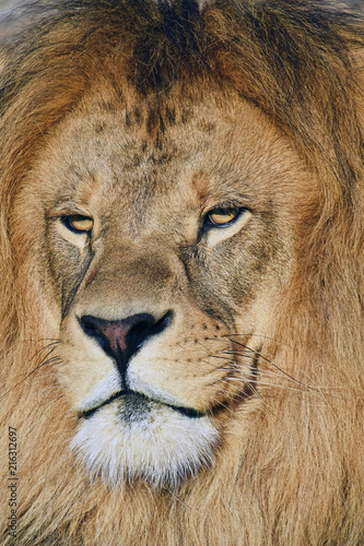 Zdjęcie XXL Zamyka w górę portreta męski Afrykański lew
