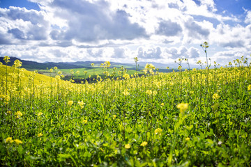 Wall Mural - Field of blooming rapeseed