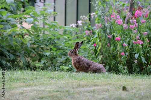 Junger Feldhase Im Garten Buy This Stock Photo And Explore