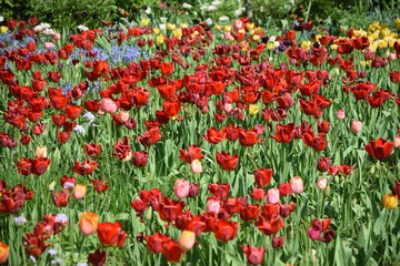 Tulpen in einem Garten