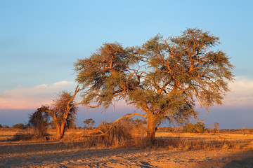 Sticker - Desert landscape with a thorn tree at sunset, Kalahari desert, South Africa.